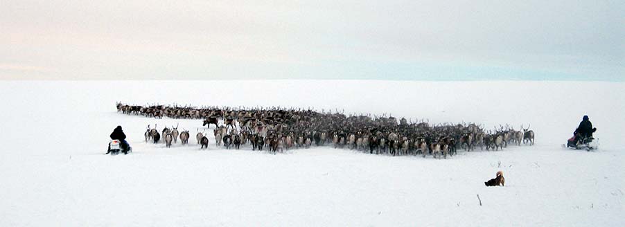 Rennäringen Rostujávri - Pimpelfiske och handredskapsfiske