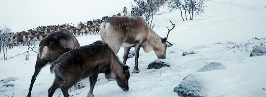 Rennäringen Rostujávri - Pimpelfiske och handredskapsfiske